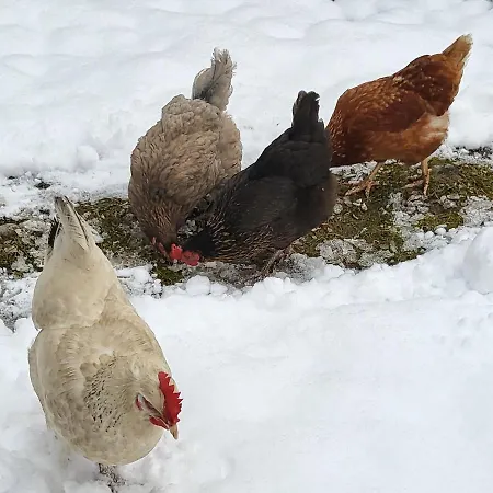 Nickis Bergcamp * 施奈茨尔罗伊特